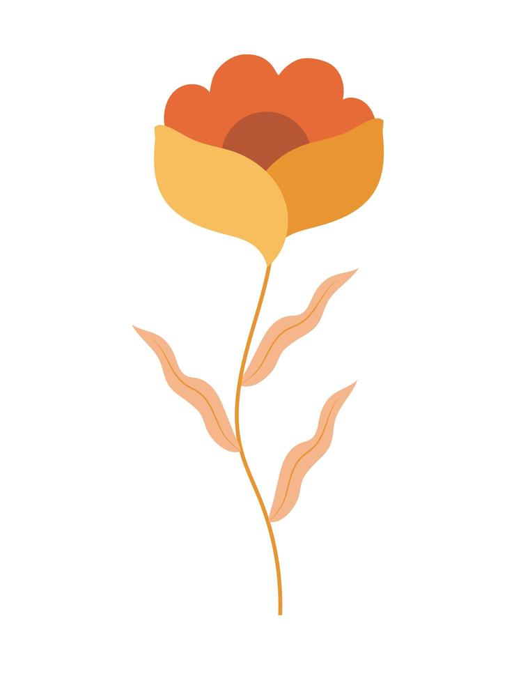 orange flower illustration vector