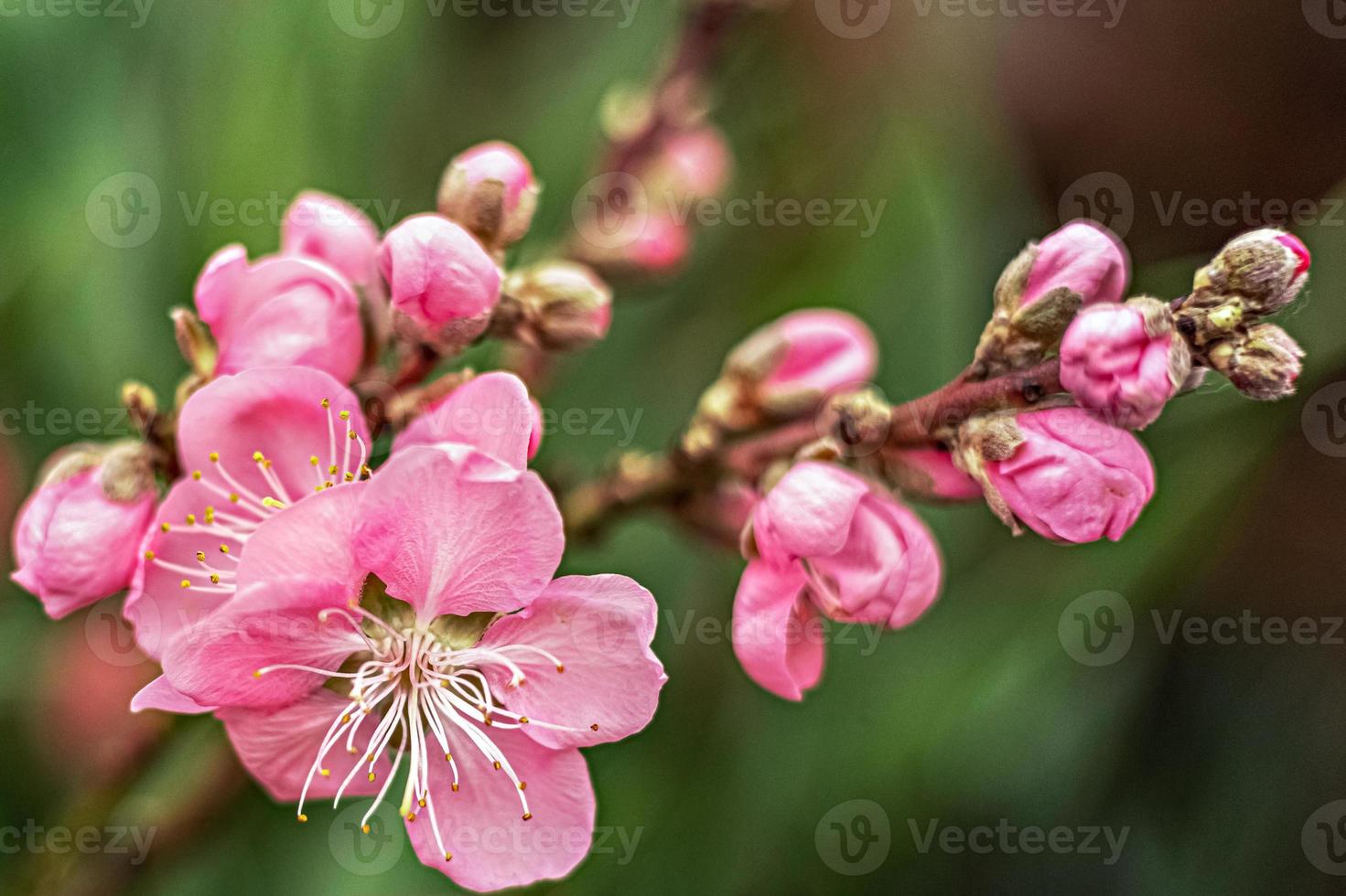 Beautiful floral nature background photo