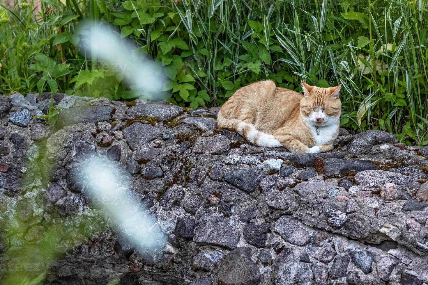 Ginger fluffy cat lies on green grass in the garden photo