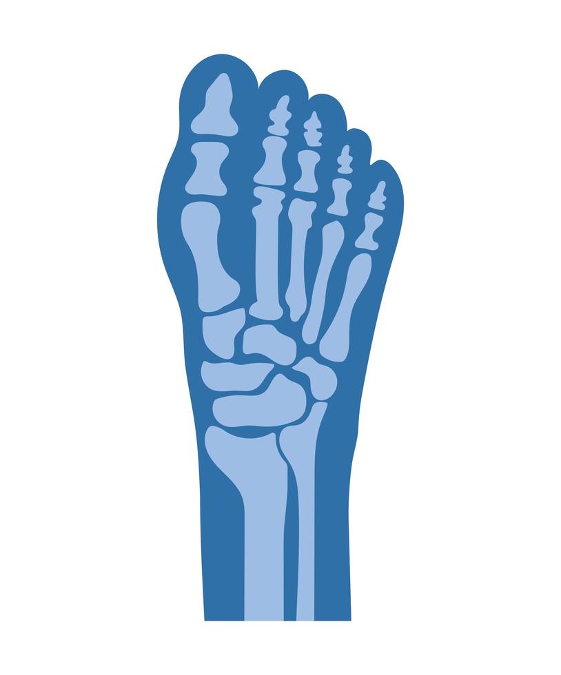 normal feet bones vector