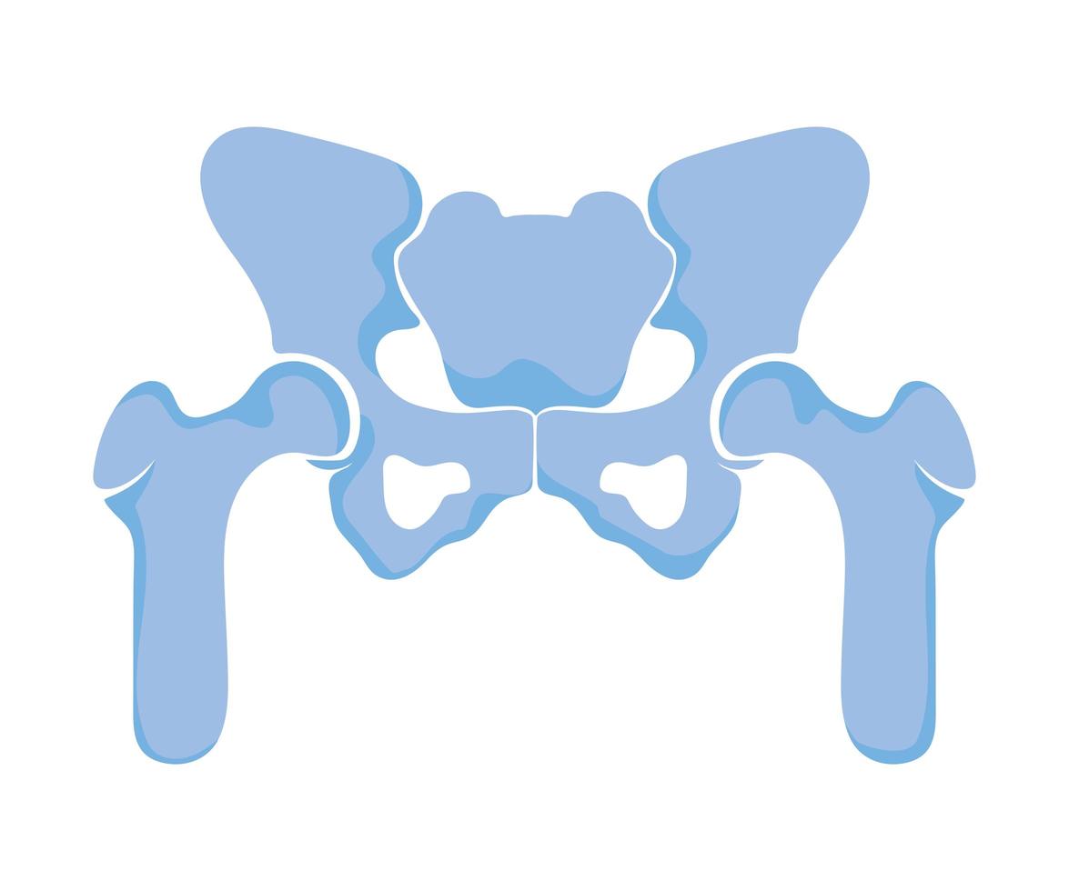 articulaciones normales de la pelvis vector