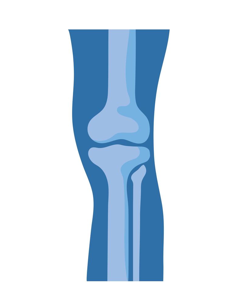 huesos normales de la rodilla vector