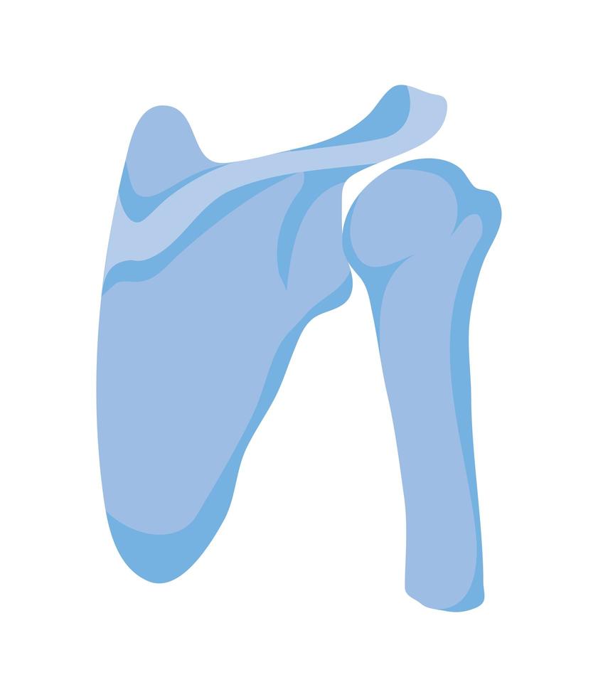 normal shoulder joints vector