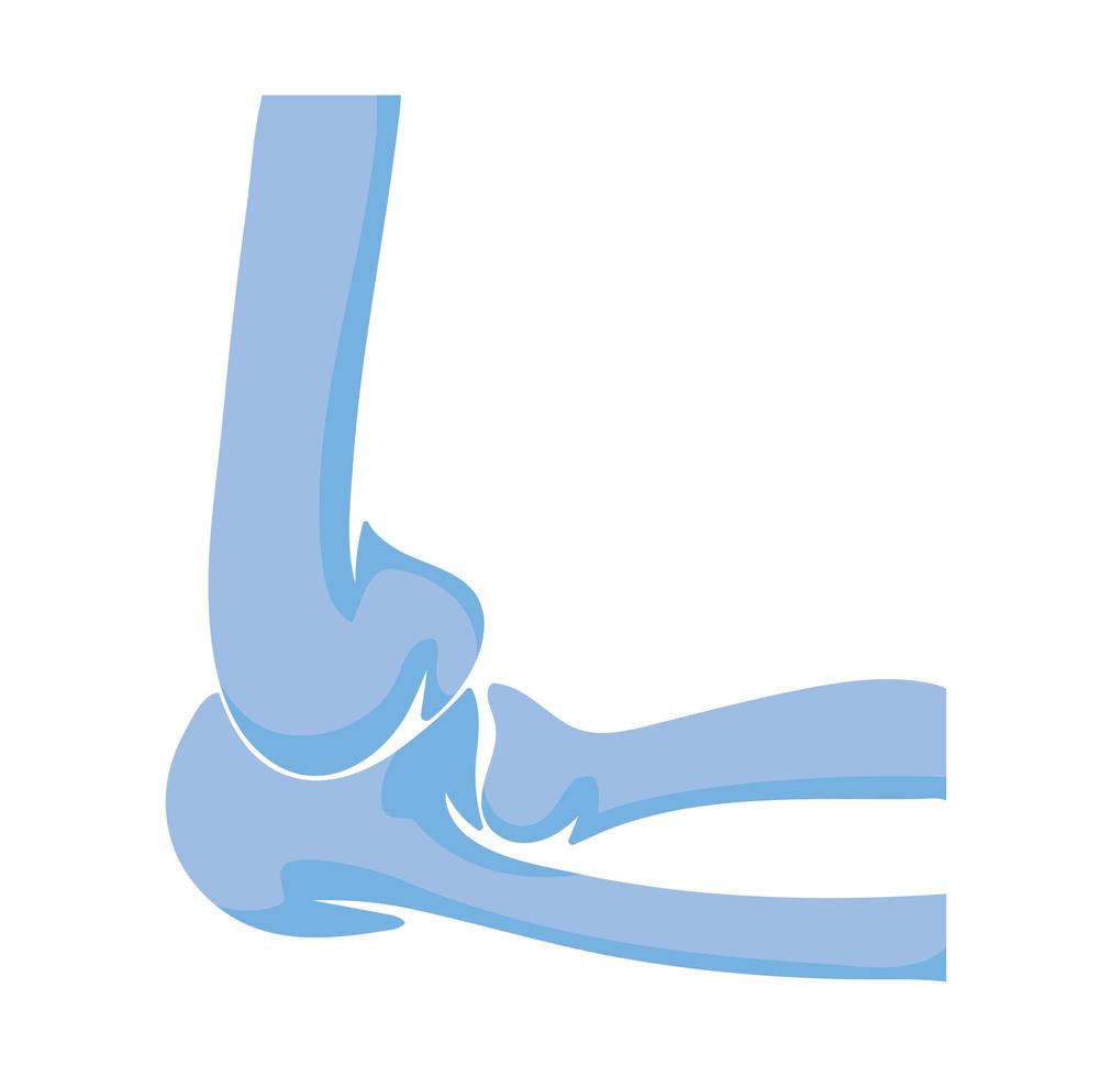 normal elbow joints vector