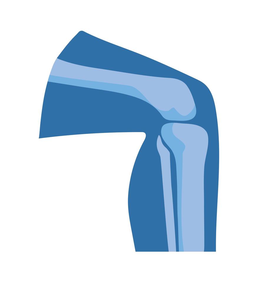 normal knee joints vector