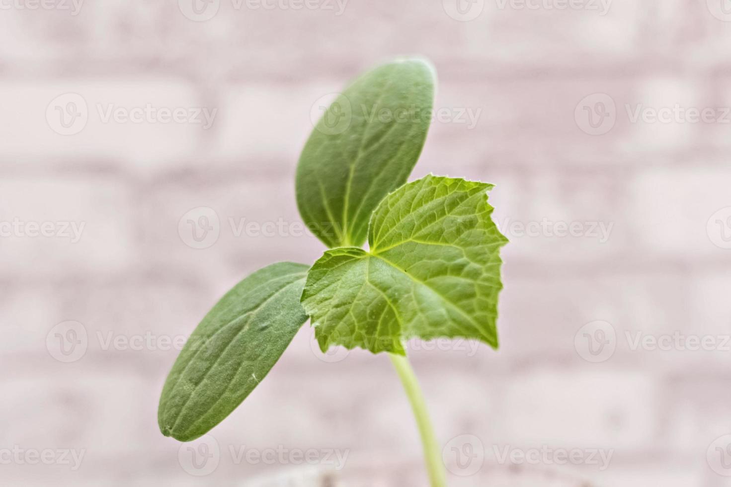 cultivo de plántulas de pepino jóvenes en tazas foto