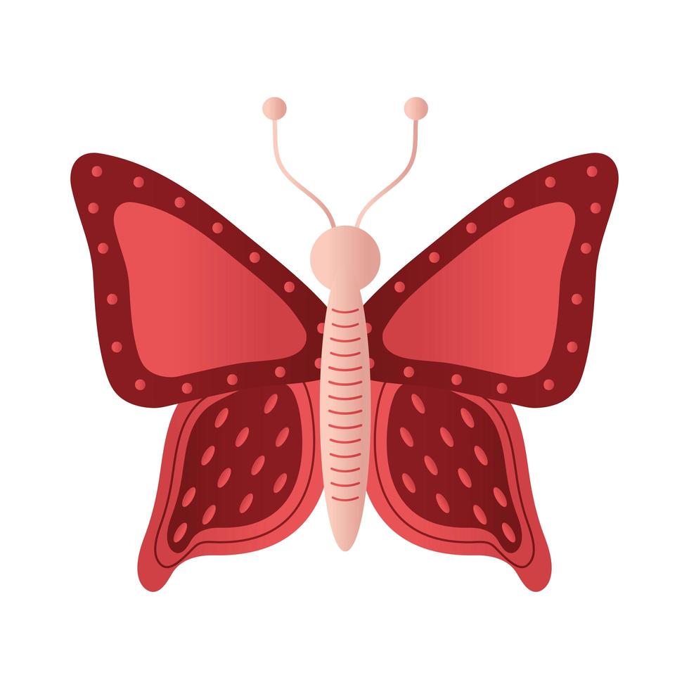 butterfly with a red color vector