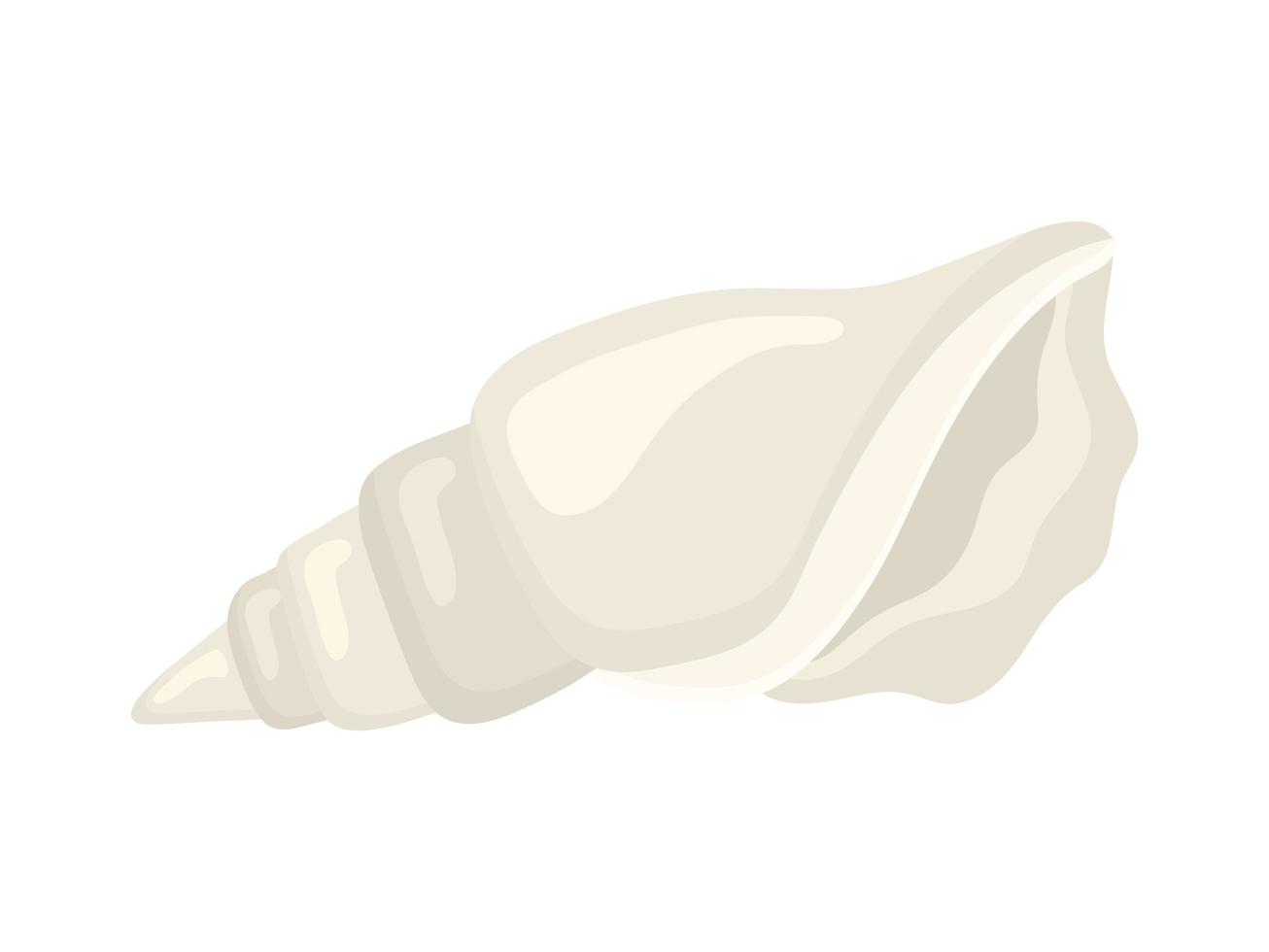 white seashell isolated vector