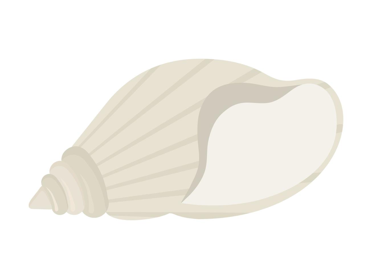 white seashell isolated vector