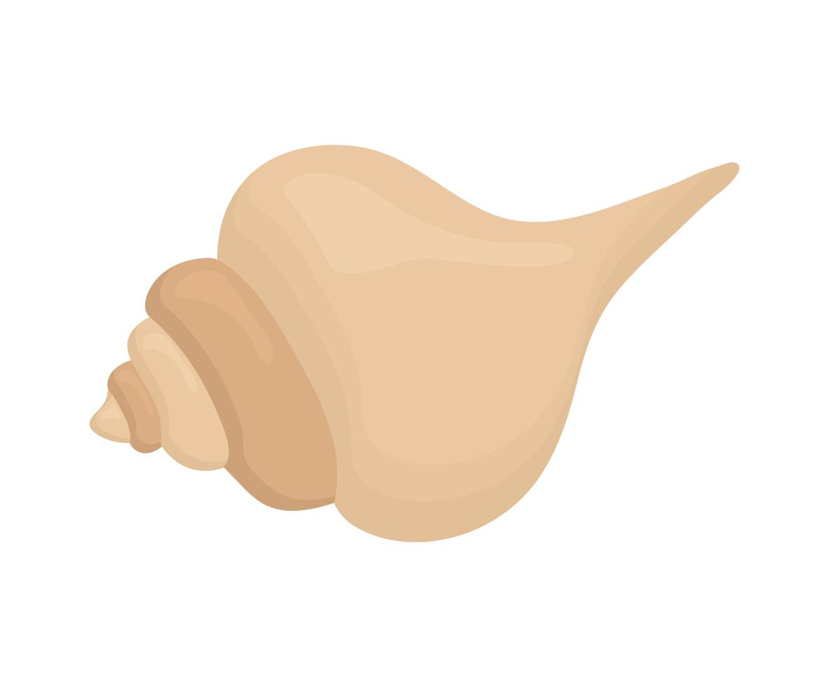 brown seashell isolated vector