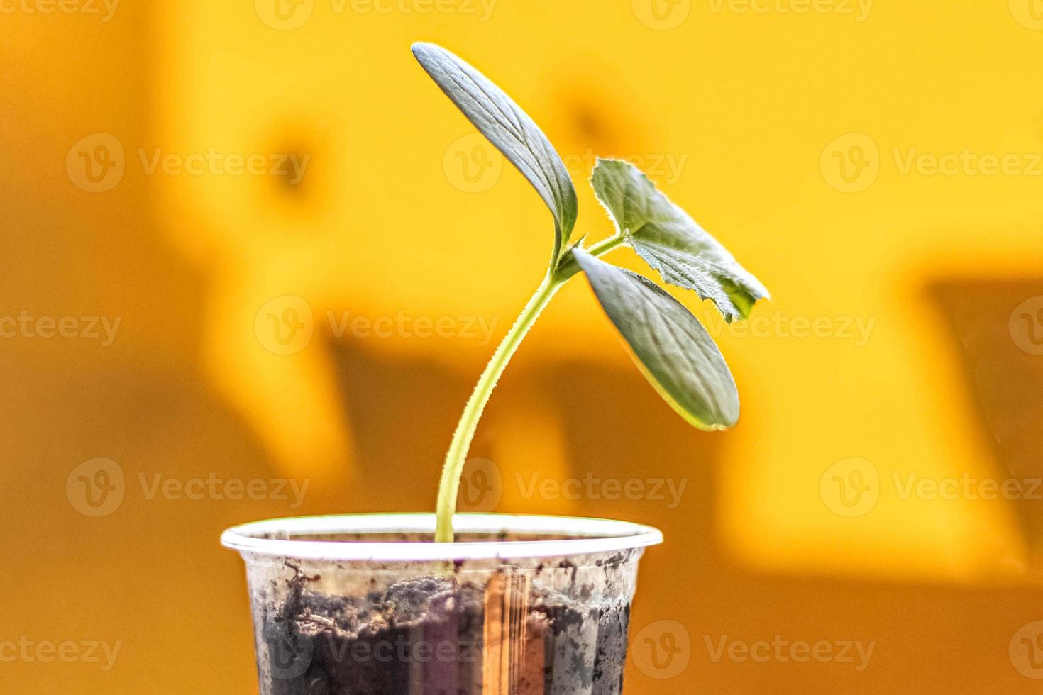 Growing young cucumber seedlings in cups photo