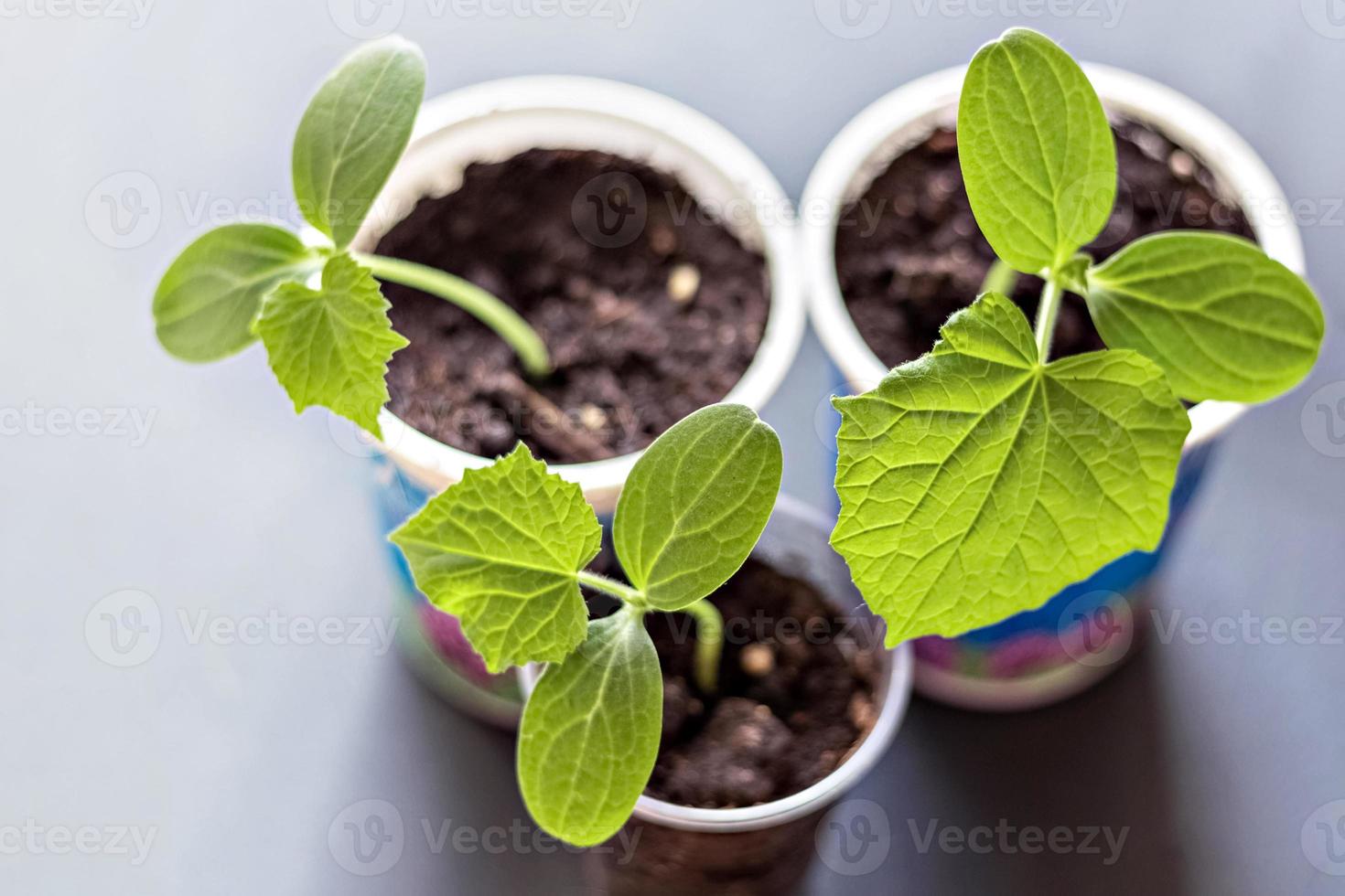 cultivo de plántulas de pepino jóvenes en tazas foto