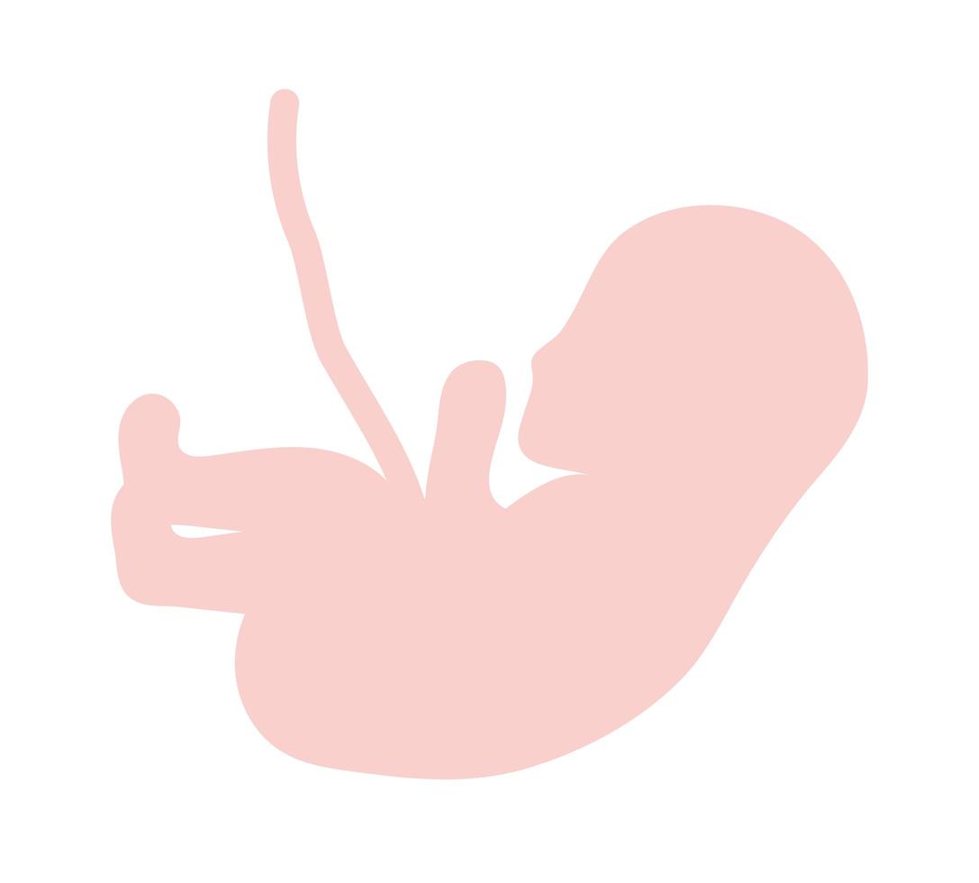 pink fetus isolated vector