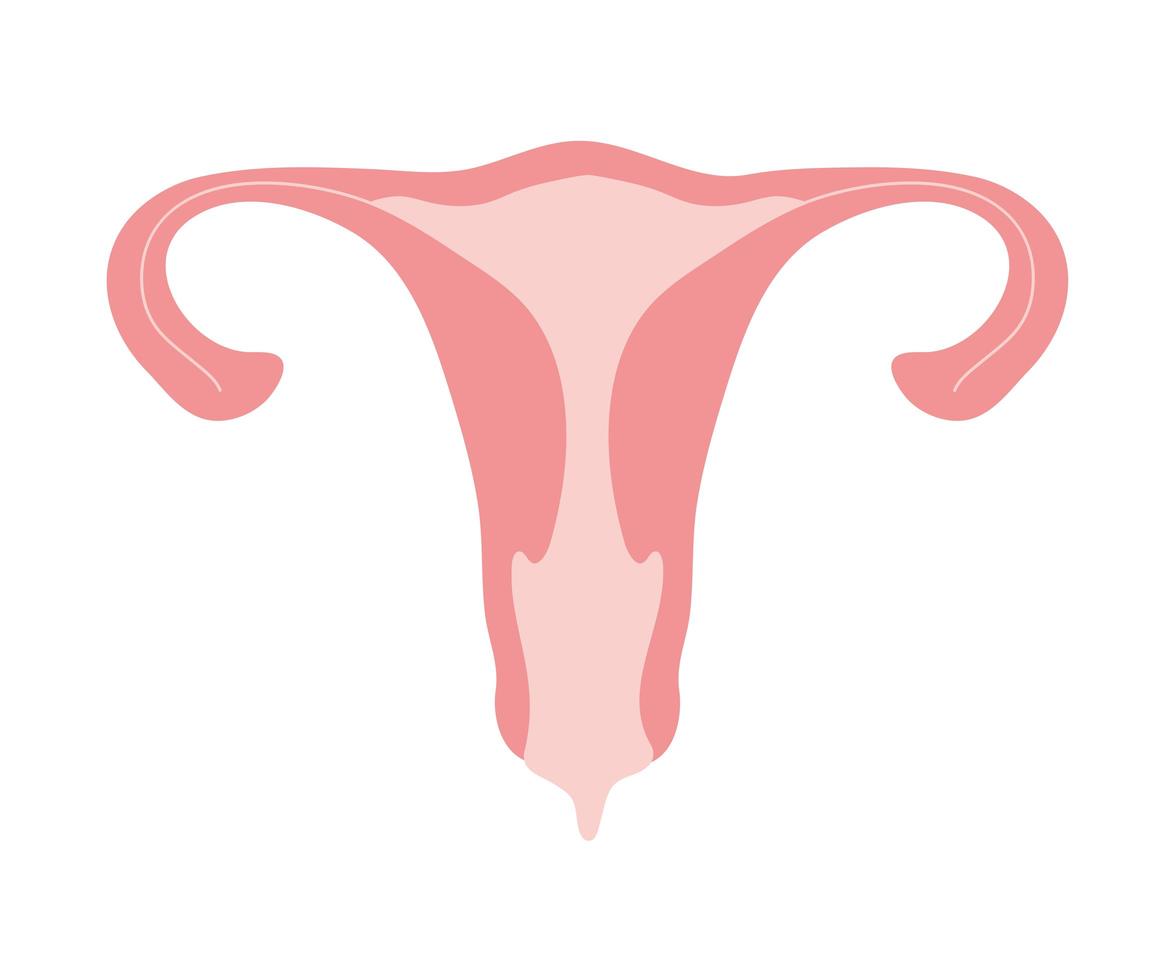 pink uterus isolated vector