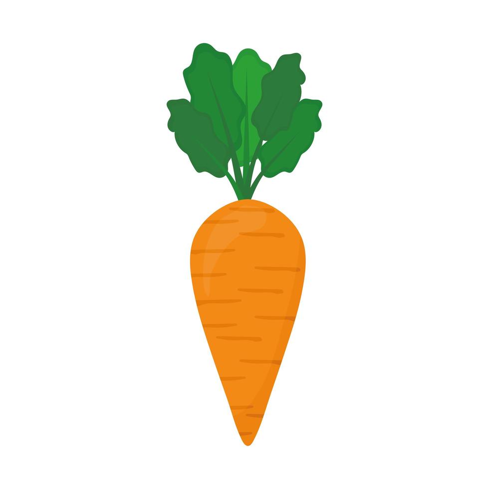 fresh carrot icon vector