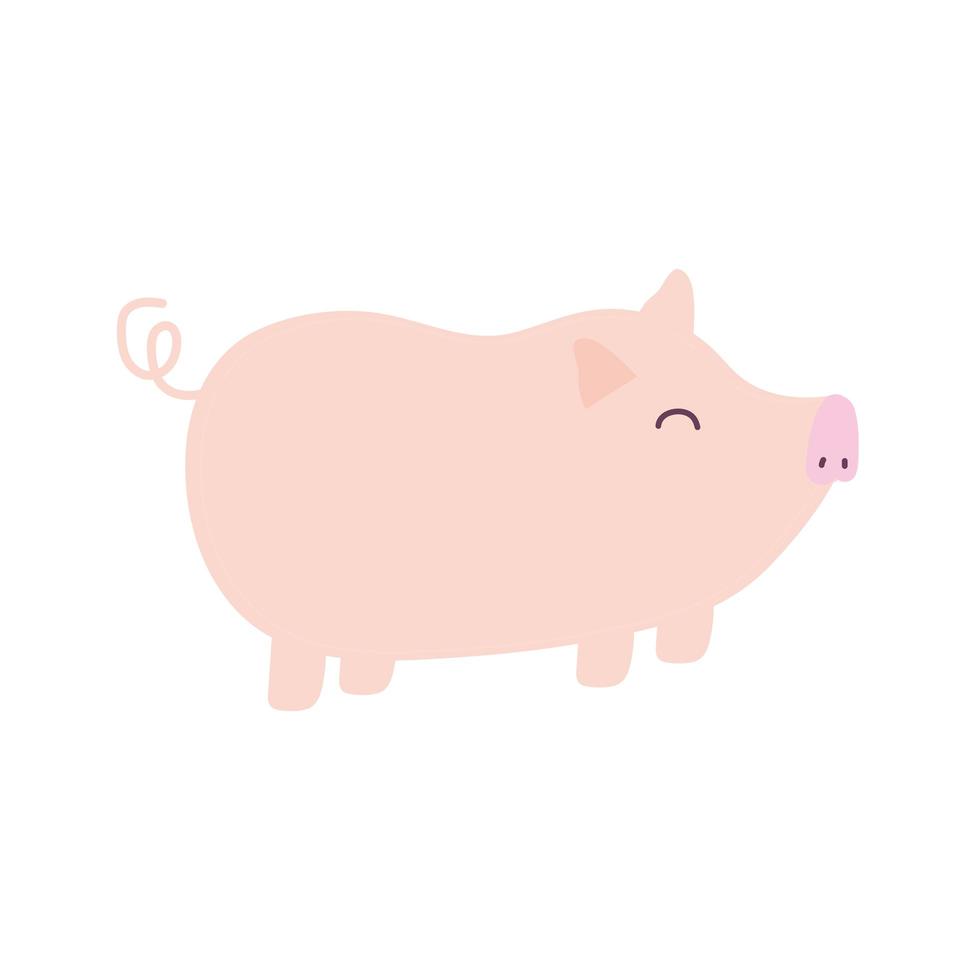 pig on a white background vector