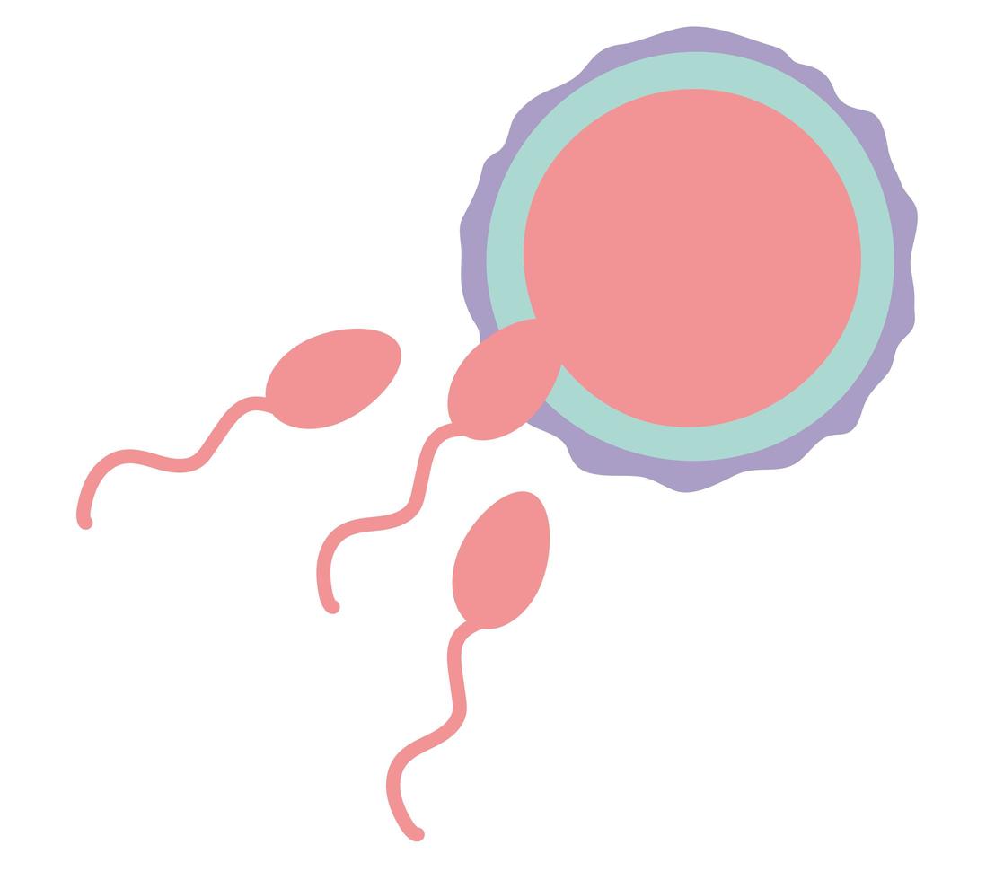 ovum and sperm vector