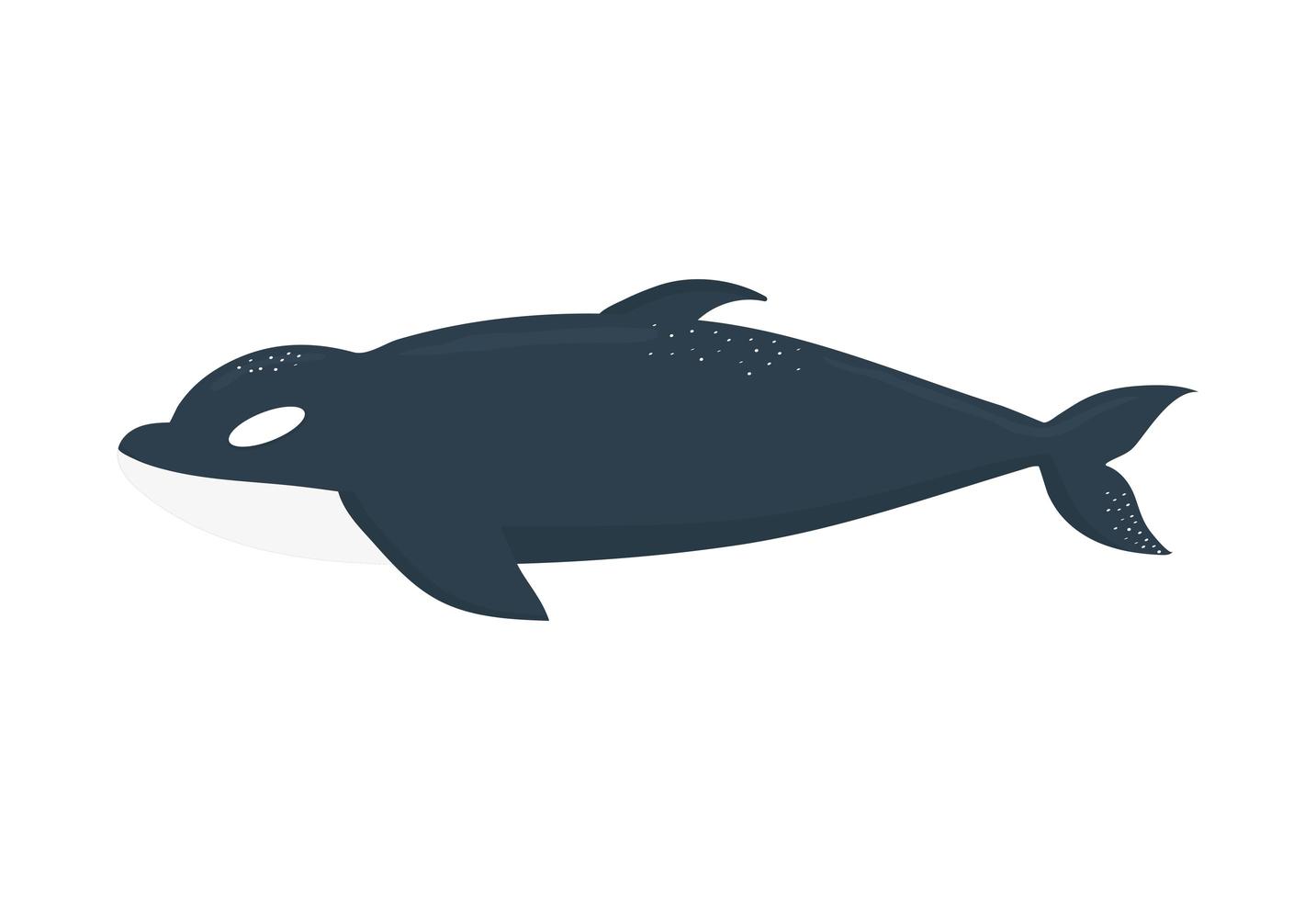 Orca sobre un fondo blanco. vector