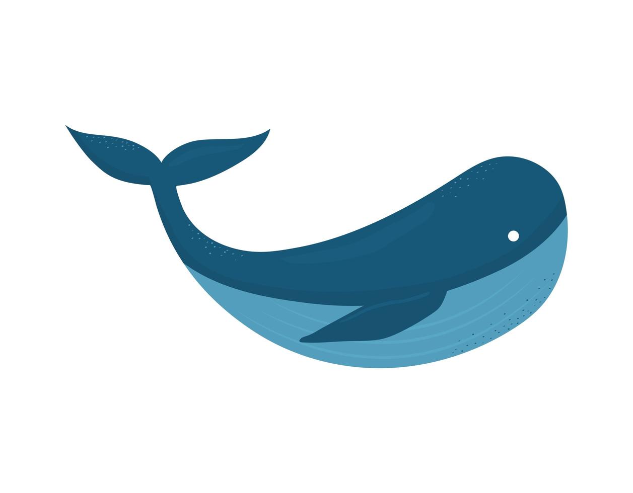 whale on a white background vector