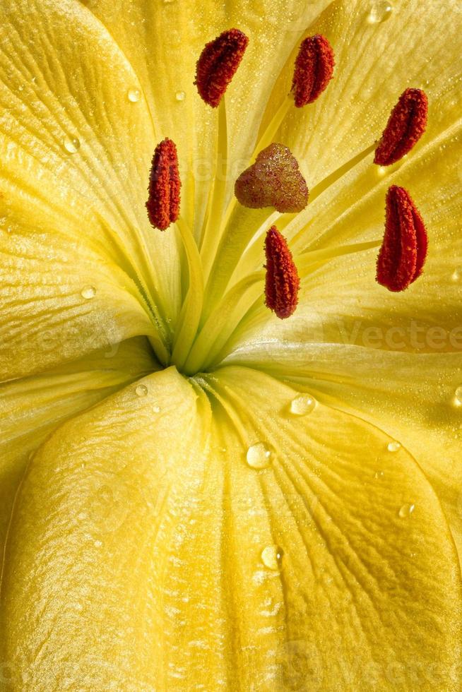 Lily flower, close-up photography. Yellow Lily flower texture with drops of water. Floral macro photography. photo