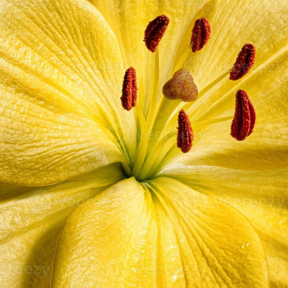 flor de lirio, fotografía de primer plano. Textura de flor de lirio amarillo con gotas de agua. fotografía macro floral. foto