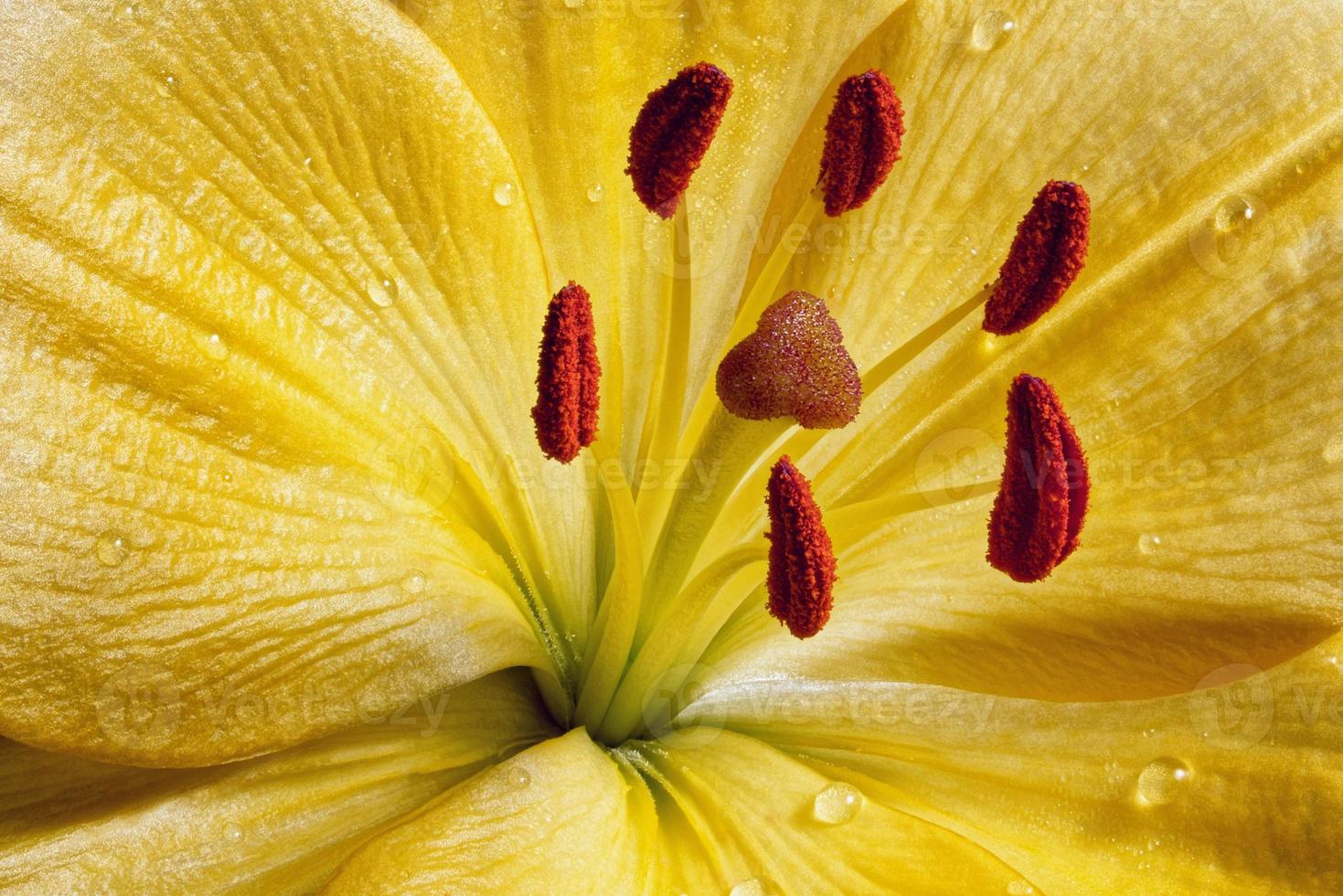 flor de lirio, fotografía de primer plano. Textura de flor de lirio amarillo con gotas de agua. fotografía macro floral. foto