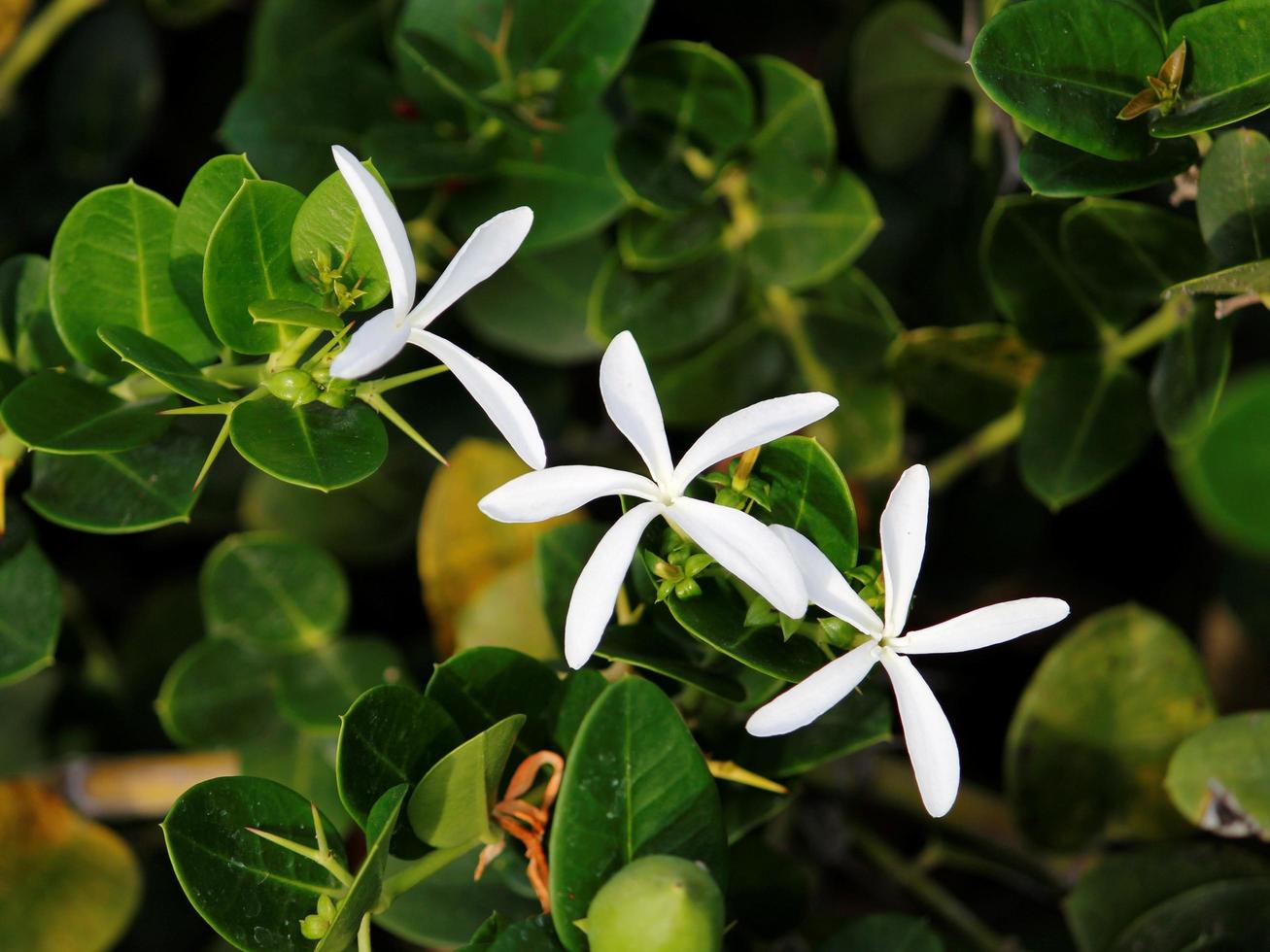 decoración para jardines tropicales con flores naturales foto