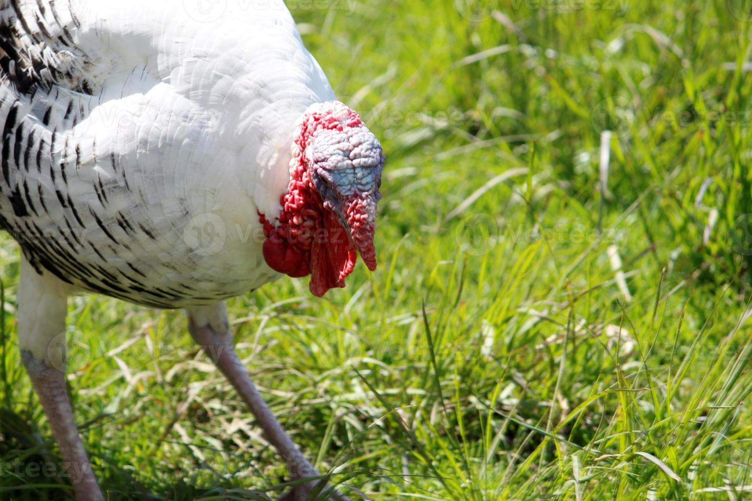 crianza de animales de granja para la venta y el consumo foto