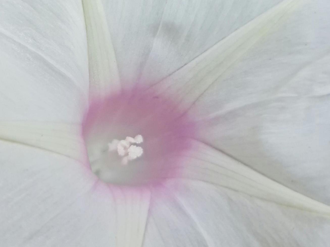 Acercamiento a la flor blanca con rosa en la temporada de primavera, fondo y textura. foto