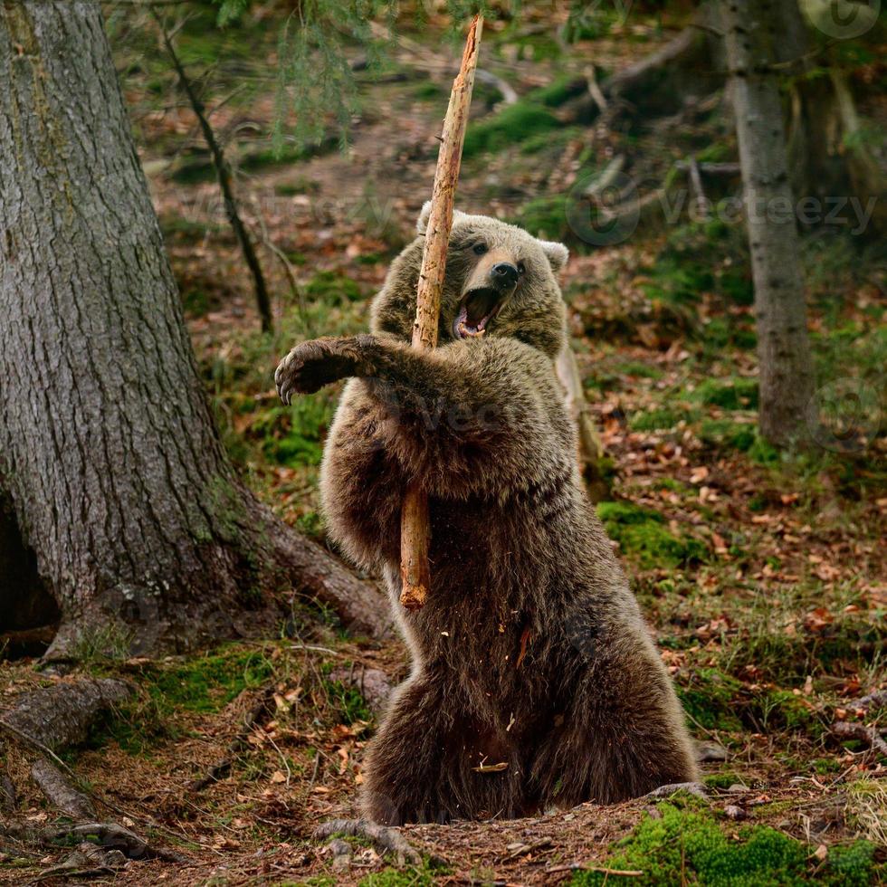 Samurai bear, playful bear in the nature park, rehabilitation center for bears Synevirska Polyana, predator in nature, bear warrior. photo