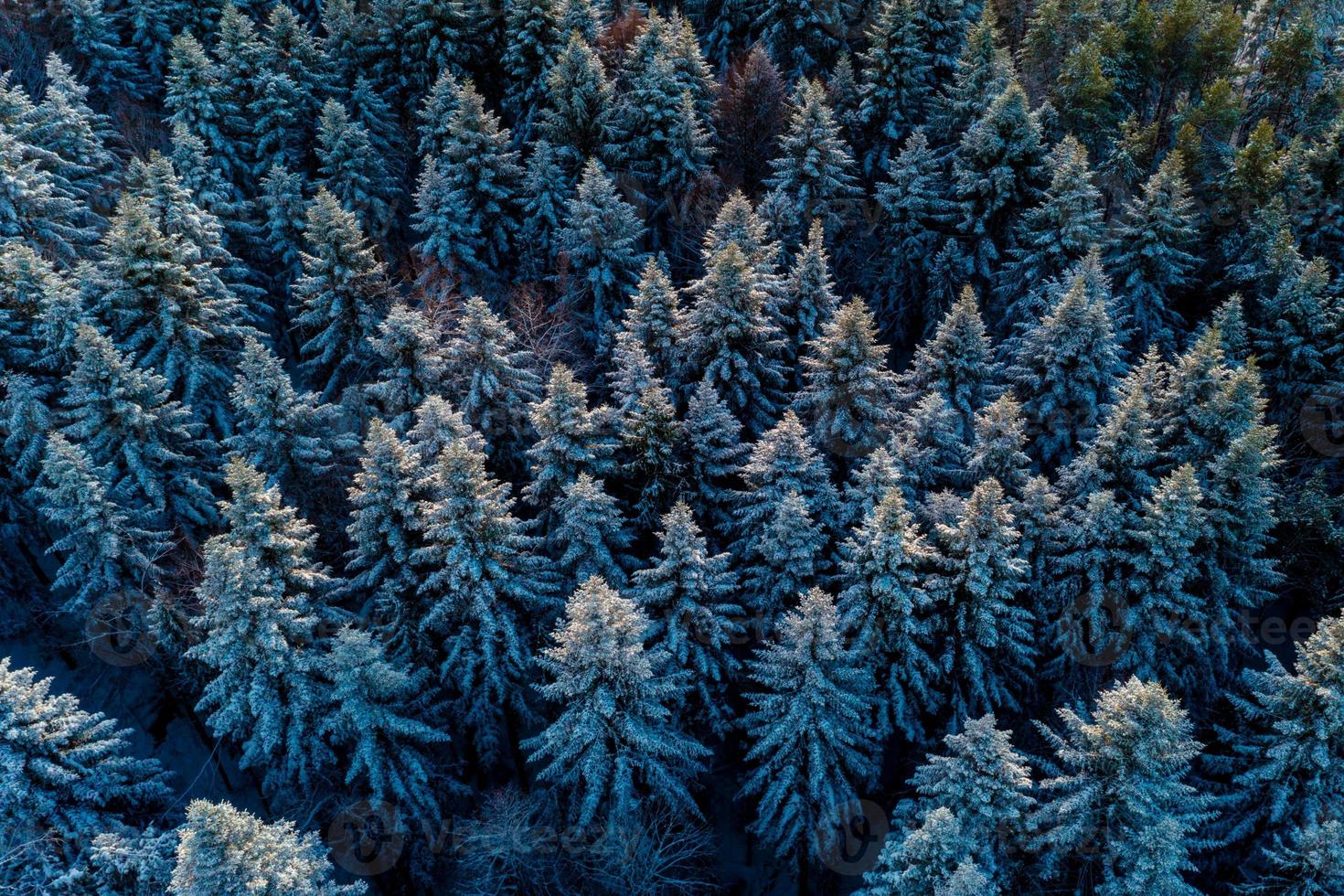 Aerial forest view in cold season photo