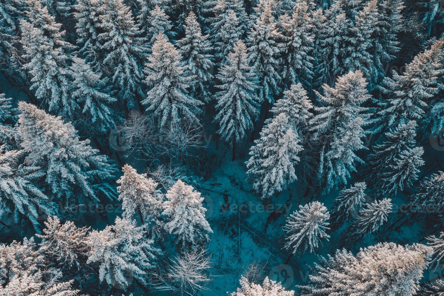 Aerial forest view in cold season photo