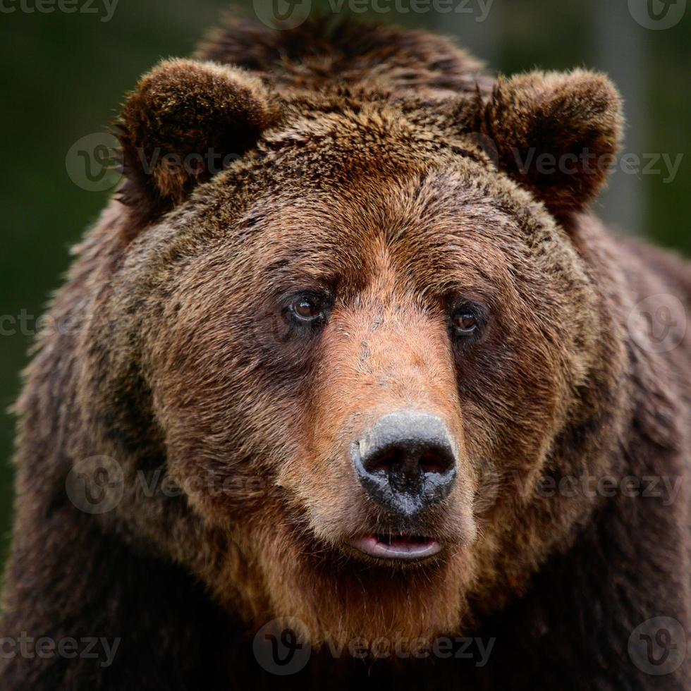 Brown bears in the wild, a large mammal after hibernation, a predator in the wild forest and wildlife. photo