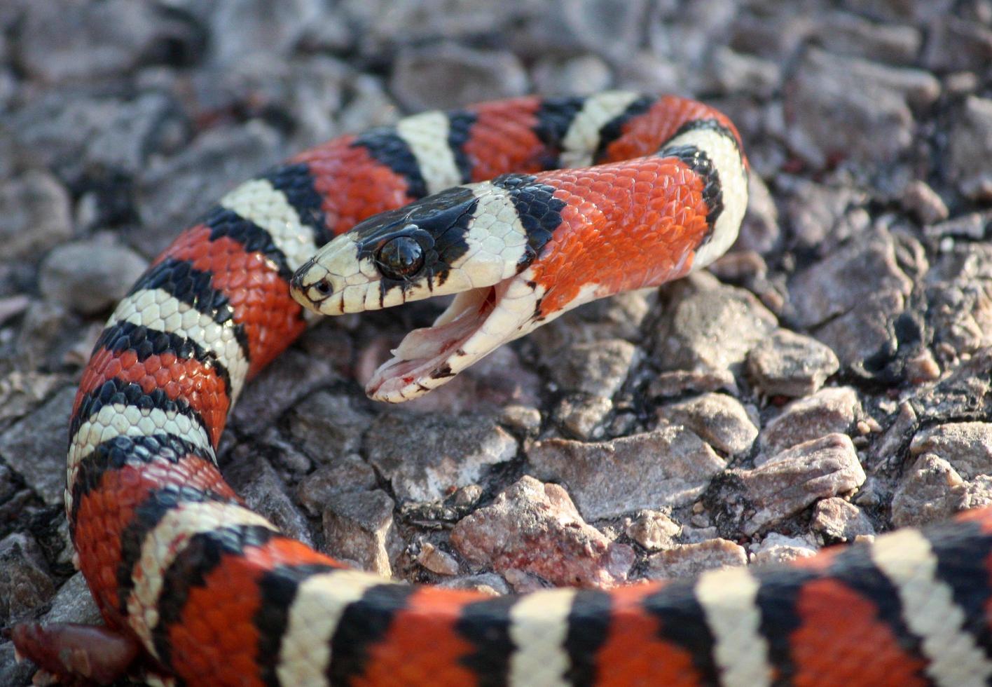 Close up of vibrant king snake with open jaw photo