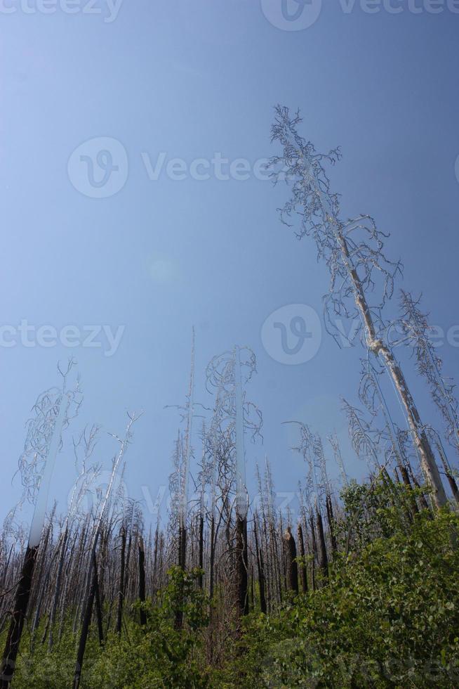 Stately view of trees of charred trees reclaiming the Gila National Forest after a fire photo