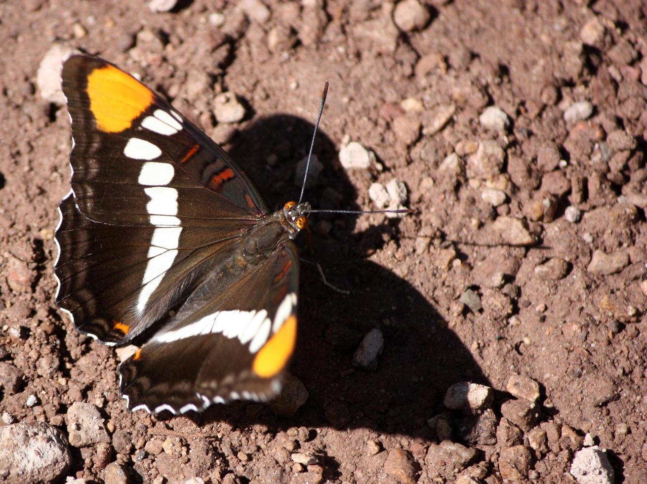 California hermana mariposa con prismáticos ojos marrones y alas abiertas foto