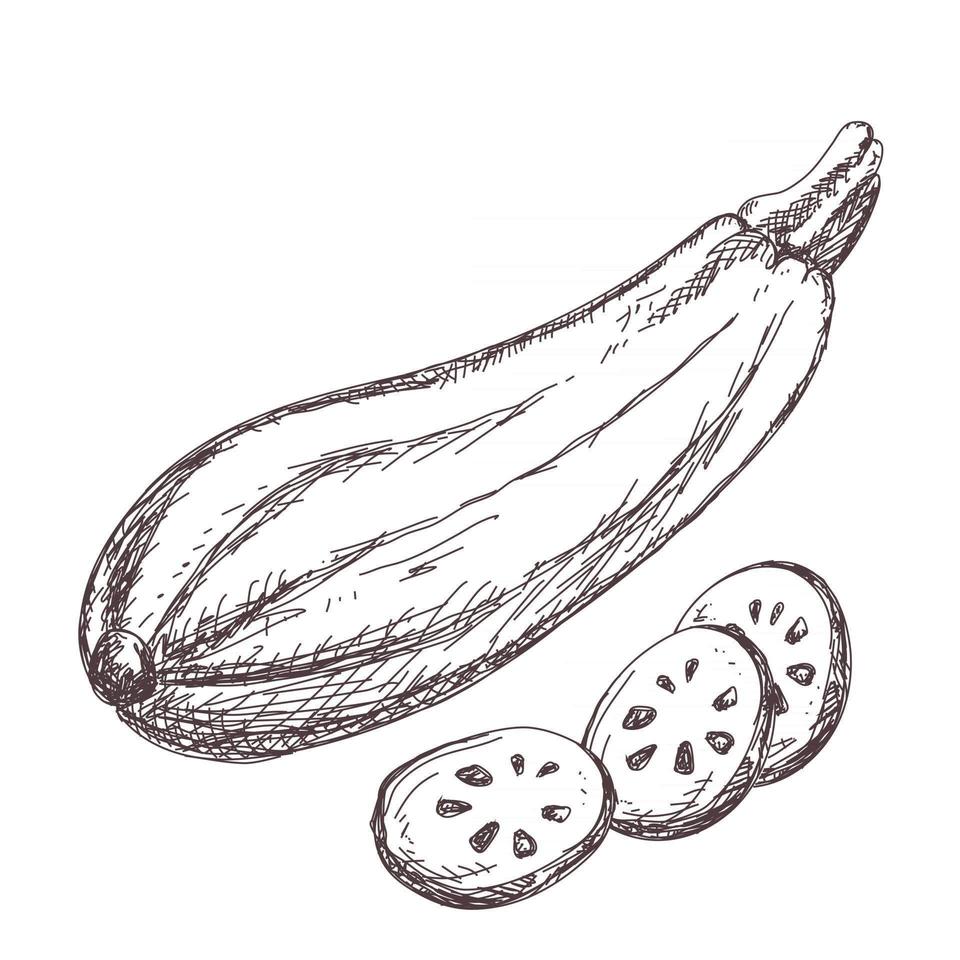 Sketch of zucchini contour drawing isolated on white background, stock