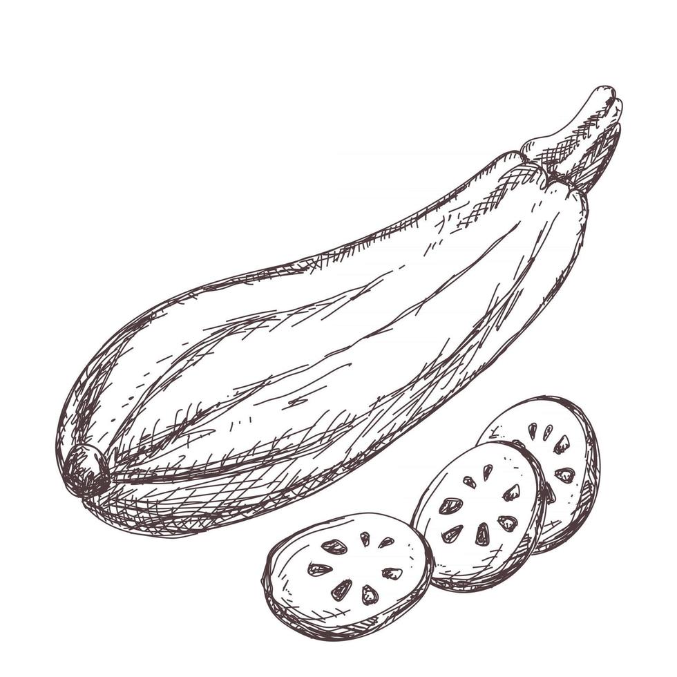 Sketch of zucchini contour drawing isolated on white background, stock