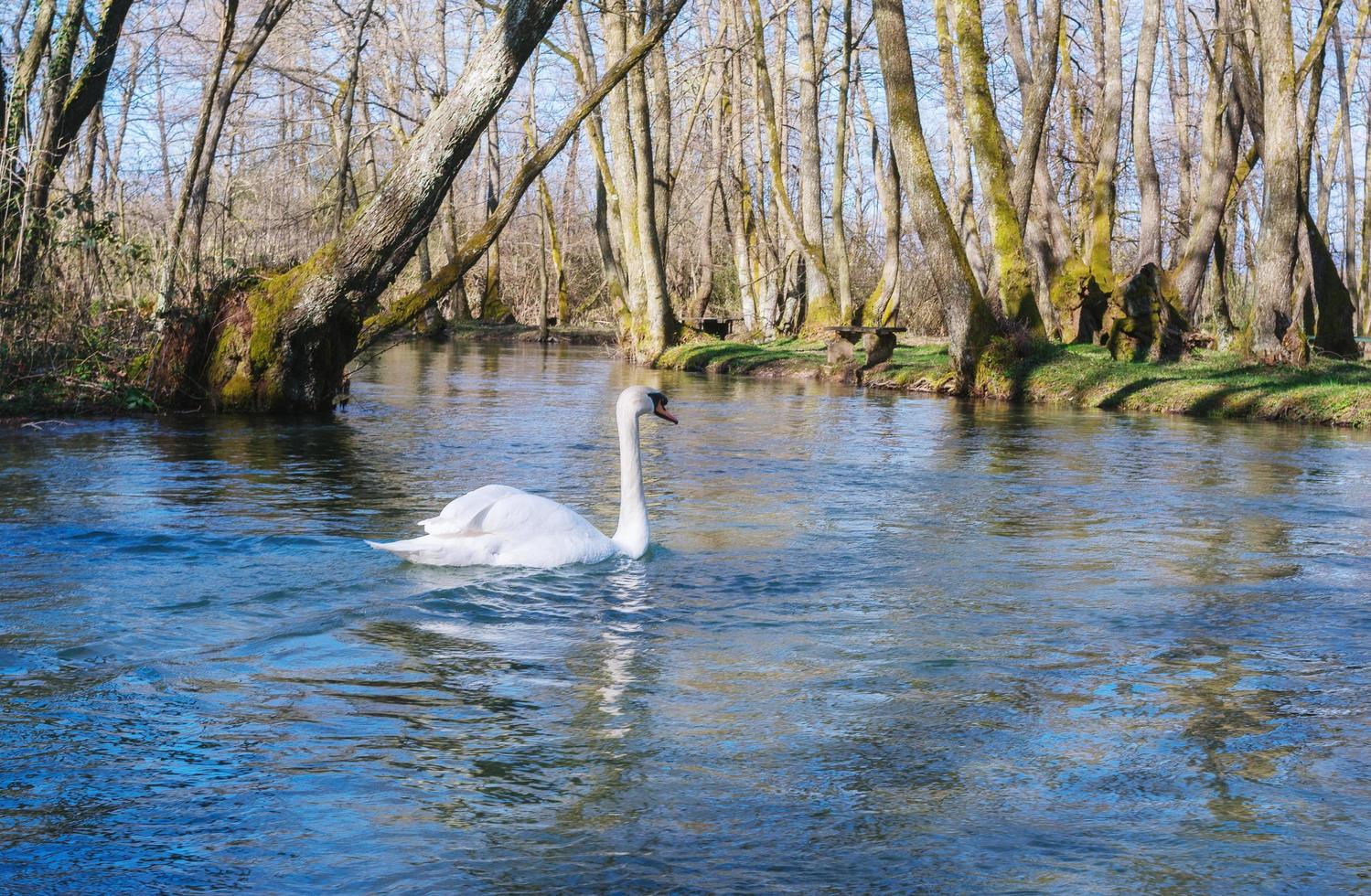 cisne blanco nadando en el lago en el parque foto