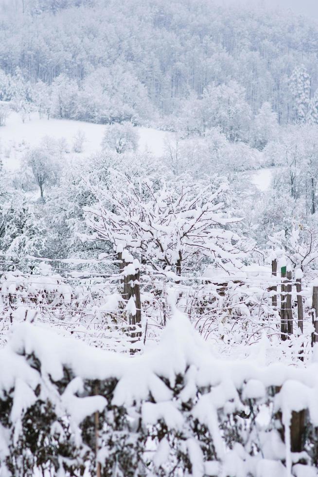 Landscape forest at winter season photo