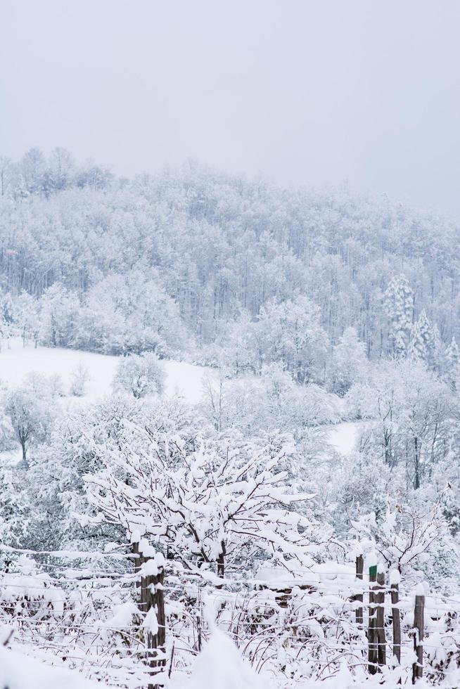 bosque del paisaje en la temporada de invierno foto