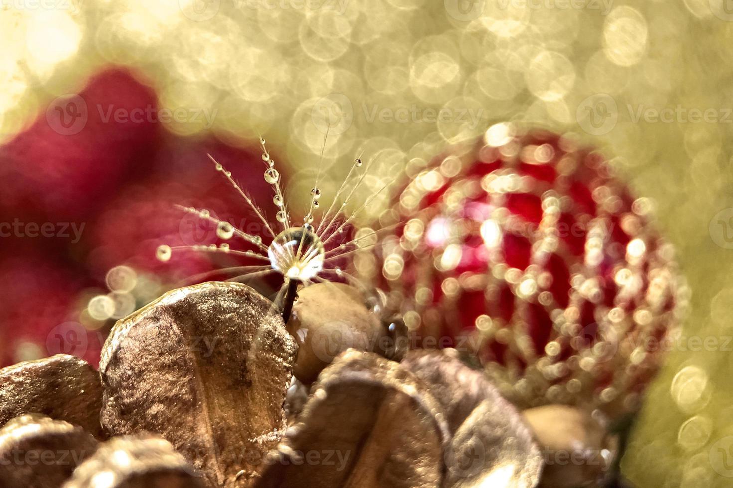 Dandelion fluff with a drop of water on a blurred background photo