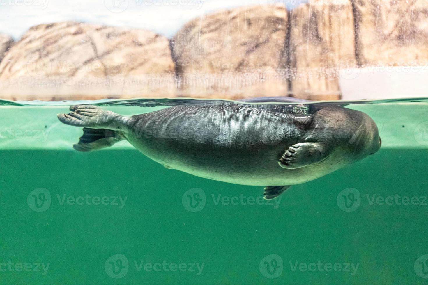 The Baikal seal swims under water photo