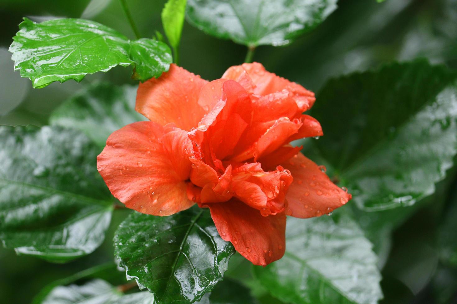 flor de hibisco rojo en el jardín foto