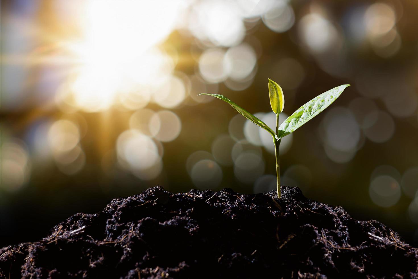 Seedlings are growing on the soil. photo