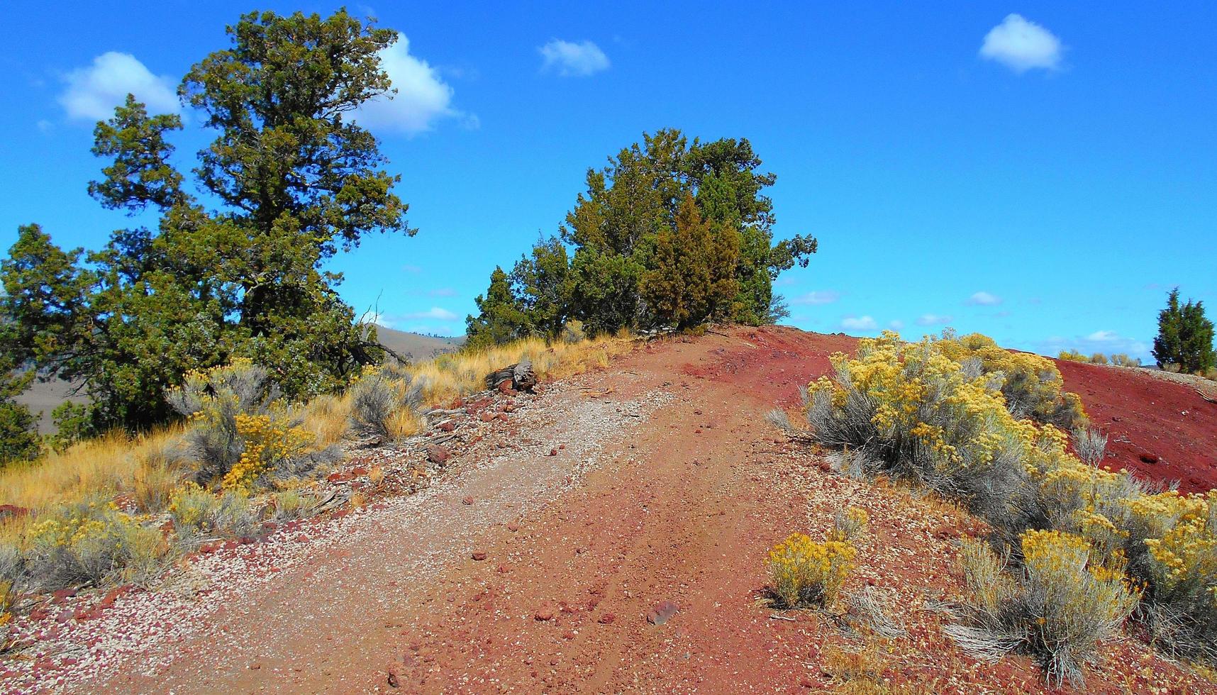 Junipers On the Hill at the top of Little Mahogany Butte south of Millican OR photo