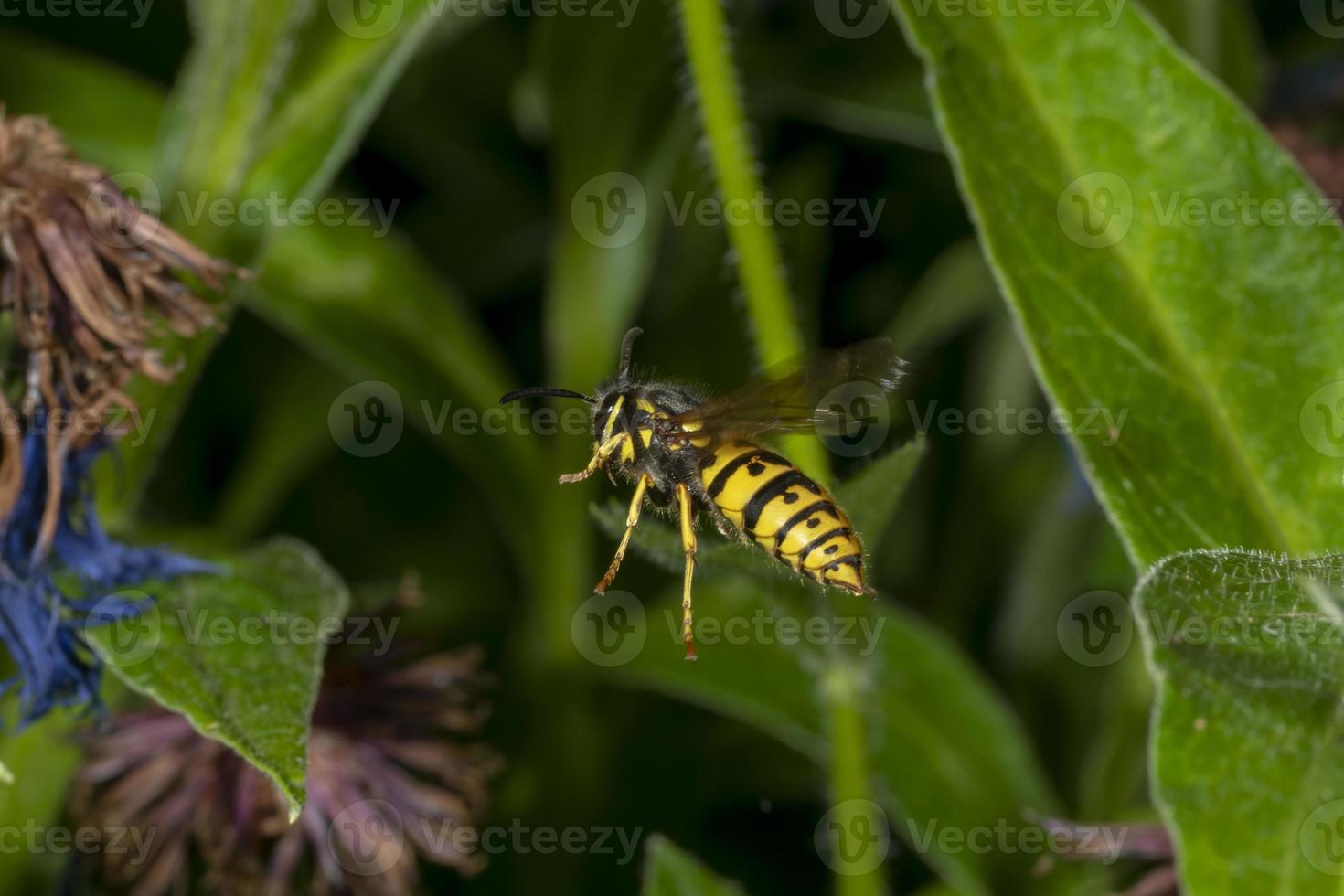 Side view of a flying wasp between green leaves photo