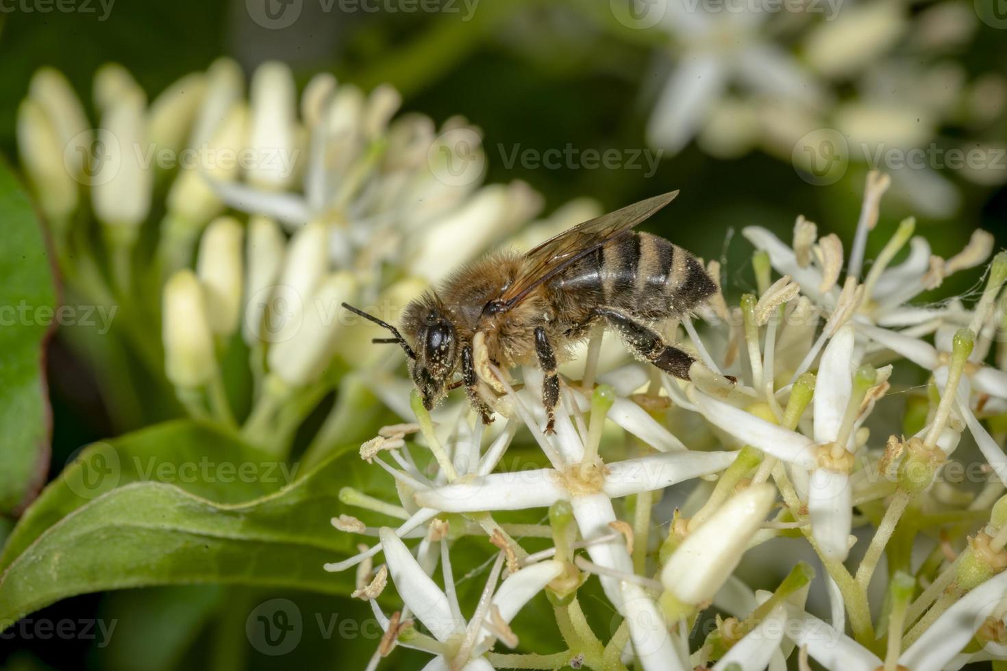 miel de abeja se sienta en una flor blanca foto