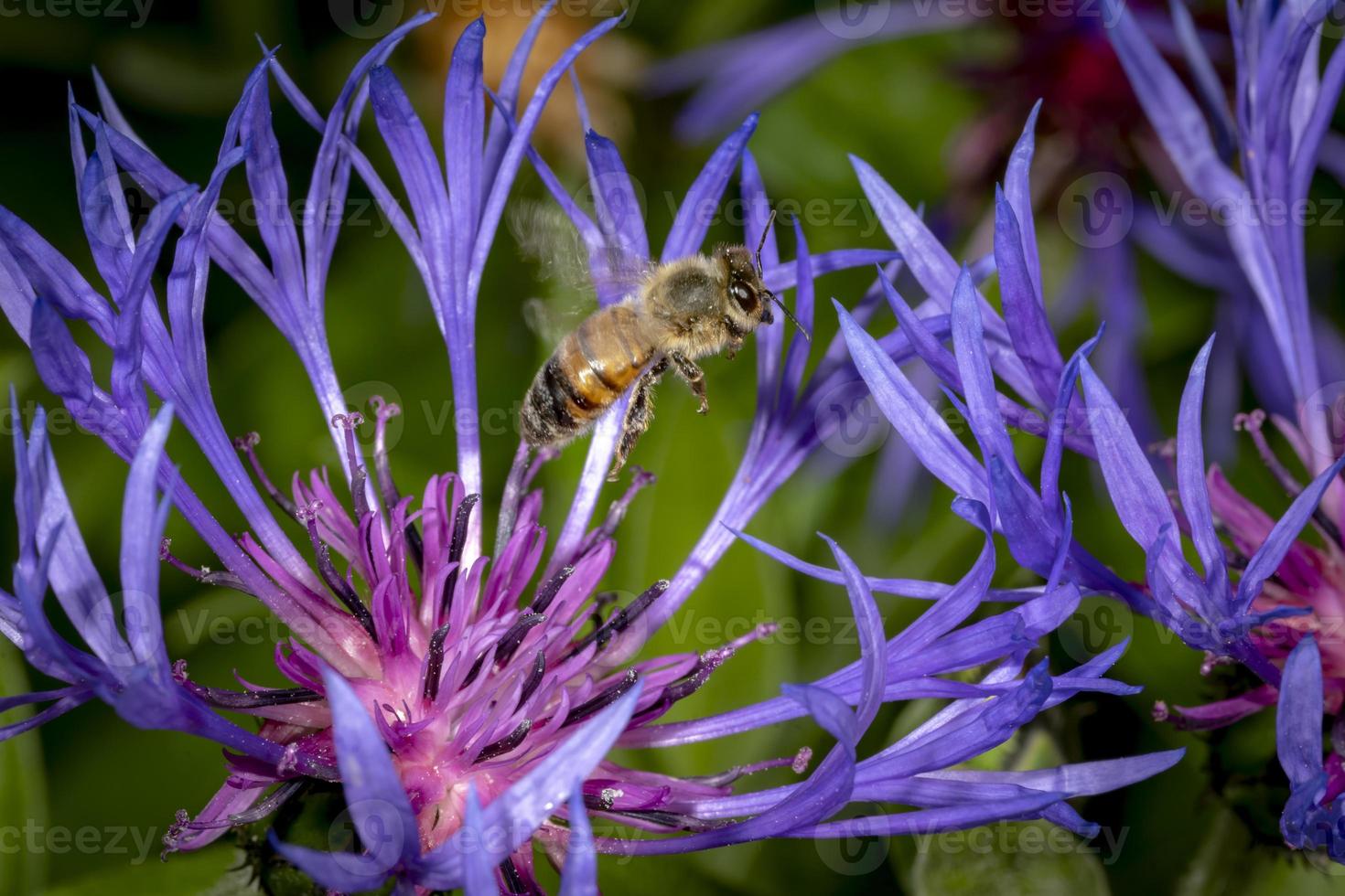 Aciano con abejas voladoras delante de un fondo borroso verde foto