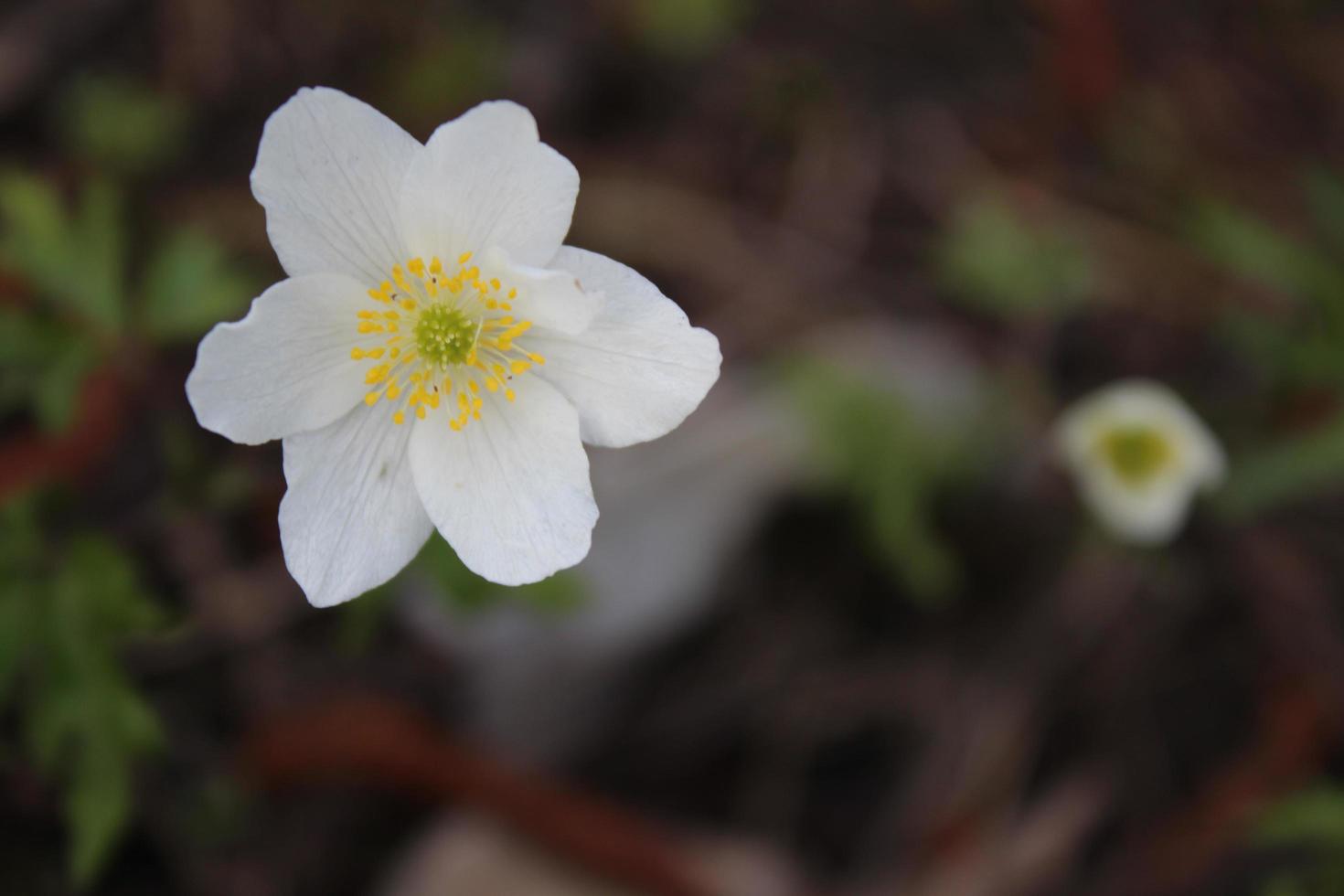 Foto macro de flor de anémona blanca